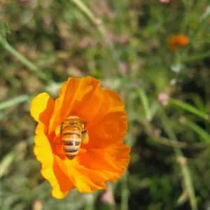 Honeybee visiting a poppy, SBBG Photo Contest 2013
