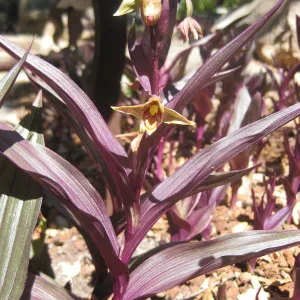 Epipactis gigantea in the Orchid Display, SBBG Photo Contest 2013