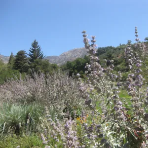 Meadow edge with Salvia (sage) in bloom, SBBG Photo Contest 2013