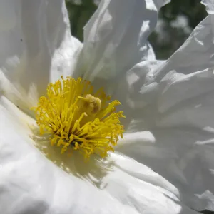 Matilija Poppy flower, close up, SBBG Photo Contest 2013