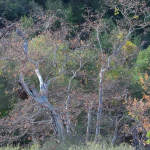 deciduous tree, SBBG Photo Contest 2013