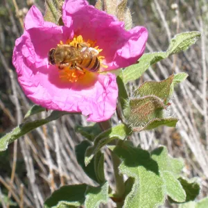 Honeybee, Rattlesnake Canyon, SBBG Photo Contest 2013
