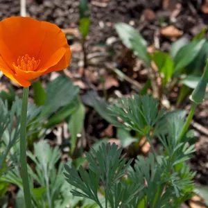 California poppy, SBBG Photo Contest 2013