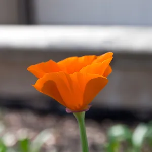 California poppy, SBBG Photo Contest 2013