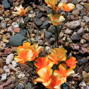 Creamy white and orange tinged poppies, SBBG Photo Contest 2013