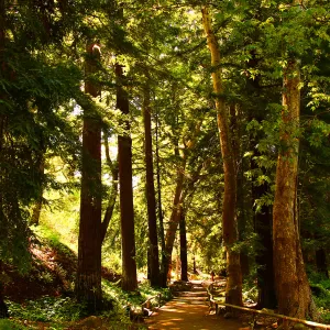 The Redwood Section, SBBG Photo Contest 2013 (Coast Redwood)