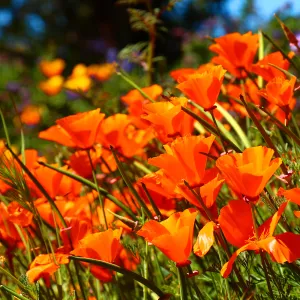 California poppies, SBBG Photo Contest 2013