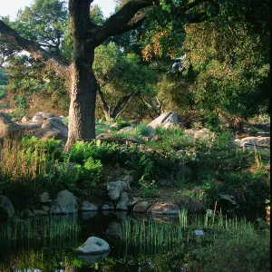 Meadow Pond and Oaks, SBBG Photo Contest 2013