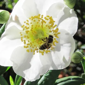 Honeybee visiting carpinteria flower at SBBG, SBBG Photo Contest 2013