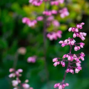 pink Heuchera inflorescence, SBBG
