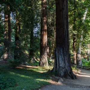Redwood Section, SBBG, path, redwood sorrel