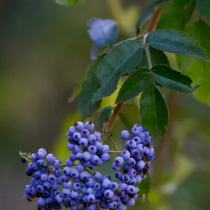 Sambucus, Elderberry, blue berries, SBBG
