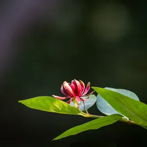 Calycanthus in bloom, SBBG