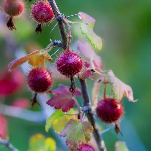 Ribes, gooseberry, prickly red berries, red fruit, SBBG