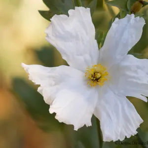 Romneya, Matilija poppy flower, SBBG