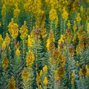 yellow flowers (to be identified), SBBG Meadow