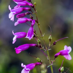 Penstemon flowers, inflorescence, SBBG