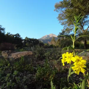 yellow monkeyflower blooming in the Ground Cover Display, SBBG Meadow, Spring in the Garden, February 2013, SBBG