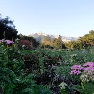 pink Achillea millefolium blooming in the Ground Cover Display, SBBG Meadow, Spring in the Garden, February 2013, SBBG