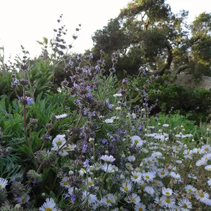 Erigeron divergens blooming in the Ground Cover Display, SBBG Meadow, Spring in the Garden, February 2013, SBBG
