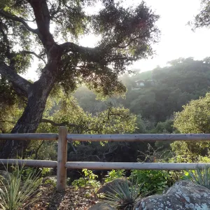 Pole craft fence in the Desert Section, at the Canyon rim, Spring in the Garden, February 2013, SBBG