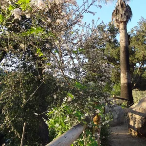 Desert Section, at the Canyon rim, Spring in the Garden, February 2013, SBBG
