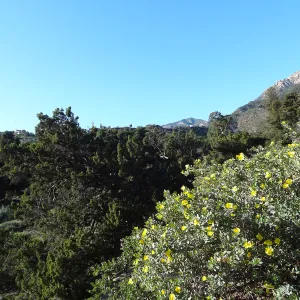 Dendromecon blooming on the eastern edge of the Meadow, view to La Cumbre Peak, Spring in the Garden, February 2013, SBBG