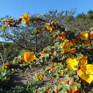 Fremontodendron, Porter Trail, Spring in the Garden, February 2013, SBBG