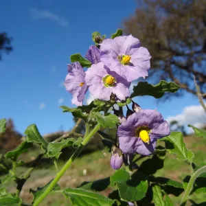 Solanum, Porter Trail, Spring in the Garden, February 2013, SBBG