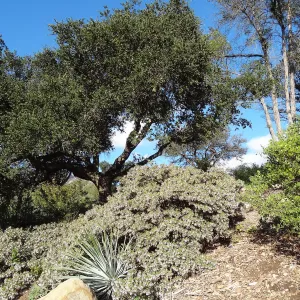 Arctostaphylos cv. White Lanterns, Porter Trail, Spring in the Garden, February 2013, SBBG
