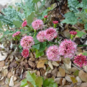 Eriogonum grande rubescens in bloom at the Garden Entrance, Spring in the Garden, February 2013, SBBG