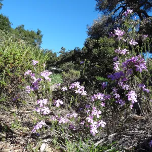 Leptodactylon californicum, prickly phlox in bloom, Manzanita Section, Spring in the Garden, February 2013, SBBG