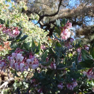 pink Arctostaphylos flowers, Manzanita Section, Spring in the Garden, February 2013, SBBG