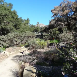 Manzanita Section, Spring in the Garden, February 2013, SBBG