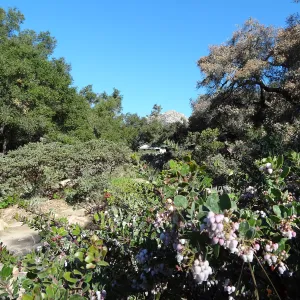 Manzanita Section, Spring in the Garden, February 2013, SBBG