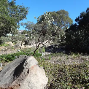 Manzanita Section, Spring in the Garden, February 2013, SBBG