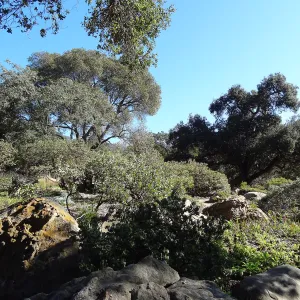 Manzanita Section, Spring in the Garden, February 2013, SBBG