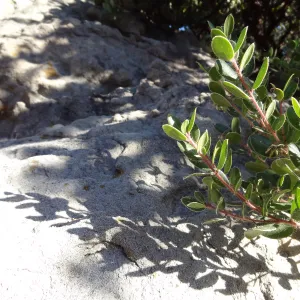 Arctostaphylos (Manzanita) in flower and fruit, boulder and shadow behind, Manzanita Section, Spring in the Garden, February 2013, SBBG
