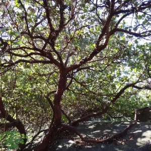 red bark and under canopy of manzanita in the Manzanita Section, Spring in the Garden, February 2013, SBBG