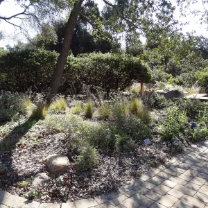 Border Display Garden, Home Demonstration Garden, Spring in the Garden, February 2013, SBBG