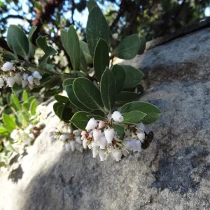 Arctostaphylos otayensis flowers with boulder and shadow behind, SBBG Manzanita Section, Spring in the Garden, February 2013, SBBG