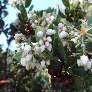 Arctostaphylos otayensis in flower and fruit, SBBG Manzanita Section, Spring in the Garden, February 2013, SBBG