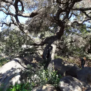 Coast live oak in poor health, Manzanita Section, Spring in the Garden, February 2013, SBBG