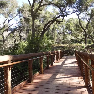 new Campbell Bridge, Mission Canyon, Spring in the Garden, February 2013, SBBG