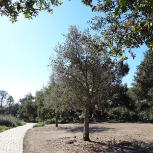 newly planted Coast live oaks in the Meadow Oaks Display, Spring in the Garden, February 2013, SBBG