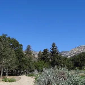 Coast Redwoods as viewed from the west side of the Meadow, newly planted Coast live oaks in the Meadow Oaks Display, Spring in the Garden, February 2013, SBBG