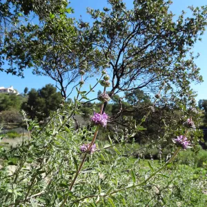 Spring in the Garden, February 2013, SBBG (sage)