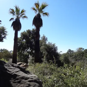palms, view from top of Campbell Trail behind information Kiosk, Spring in the Garden, February 2013, SBBG
