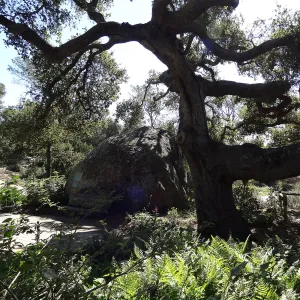 Blaksley Boulder and Coast live oak, Spring in the Garden, February 2013, SBBG
