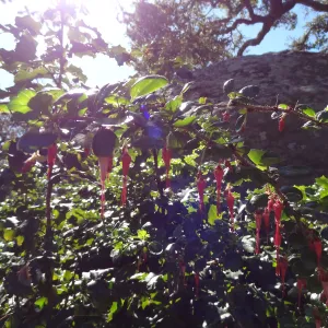 Ribes speciosum blooming by the Blaksley Boulder, Spring in the Garden, February 2013, SBBG